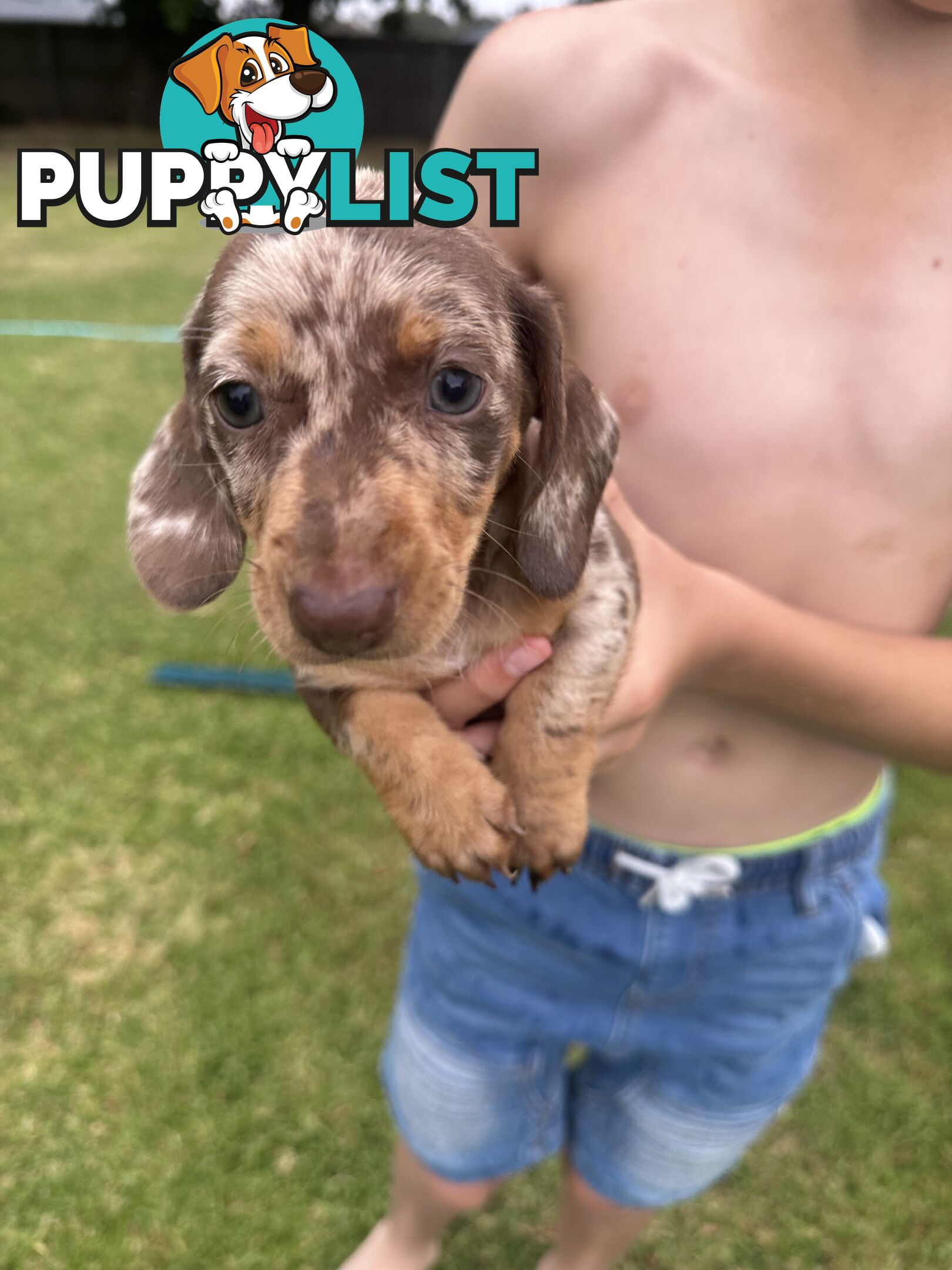 Mini Dachshund Pups 4 Sale