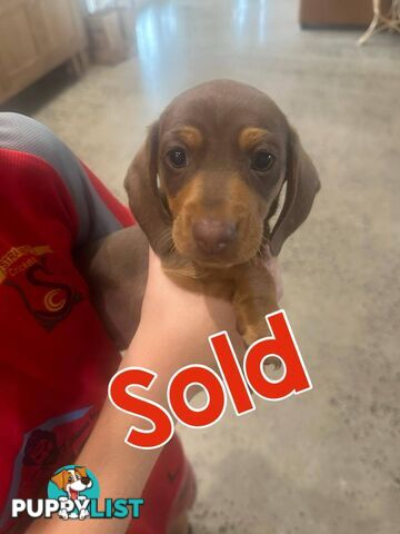 Mini Dachshund Pups 4 Sale