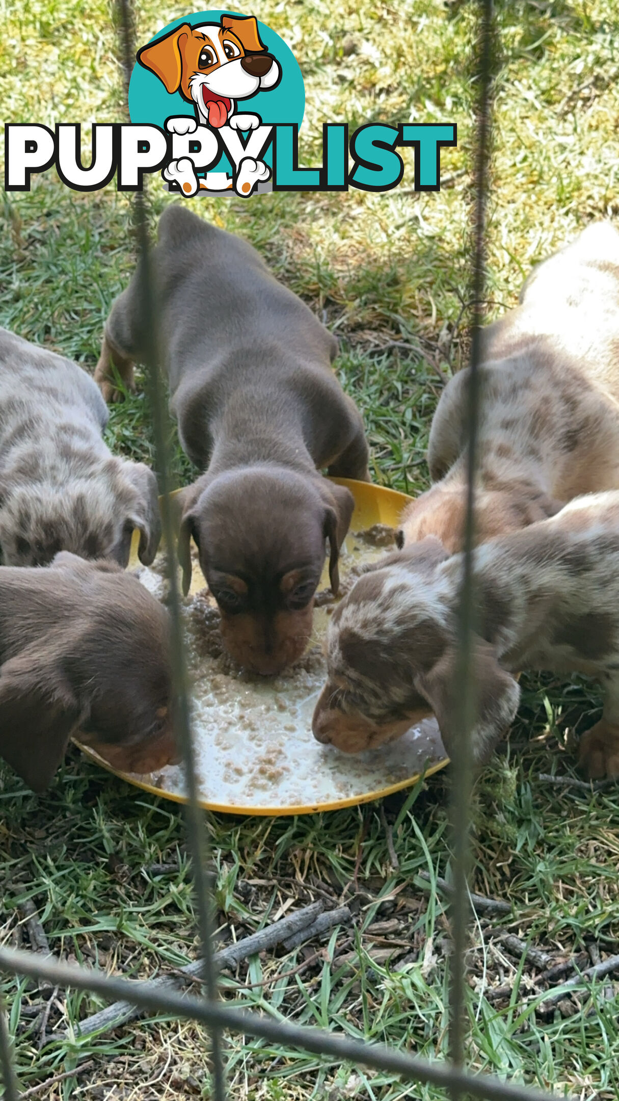 Mini Dachshund Pups 4 Sale