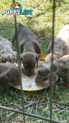 Mini Dachshund Pups 4 Sale