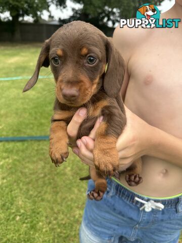 Mini Dachshund Pups 4 Sale