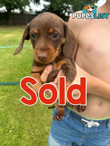 Mini Dachshund Pups 4 Sale