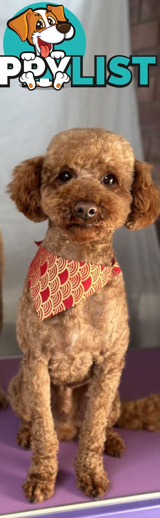 Gorgeous toy poodle dog