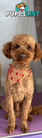 Gorgeous toy poodle dog