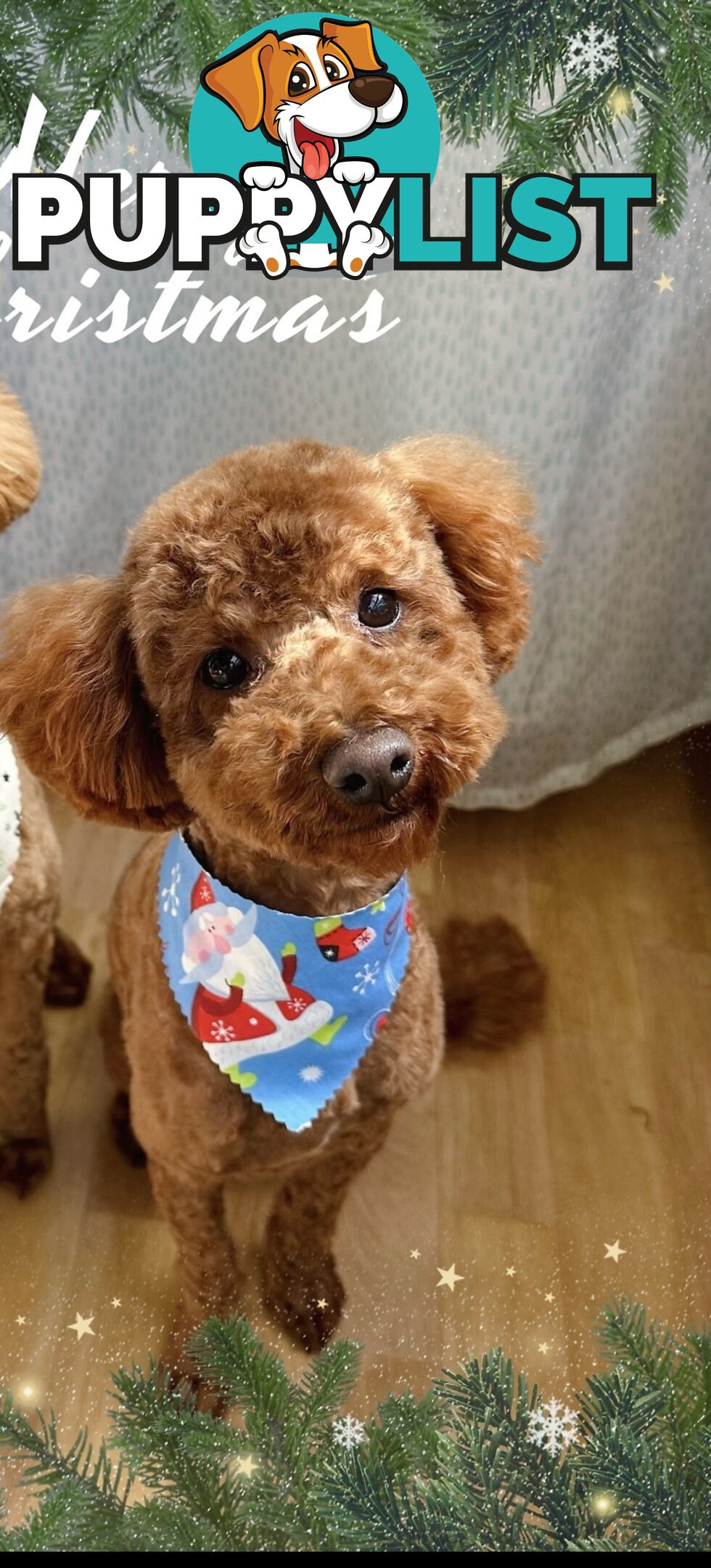 Gorgeous toy poodle dog