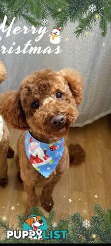 Gorgeous toy poodle dog