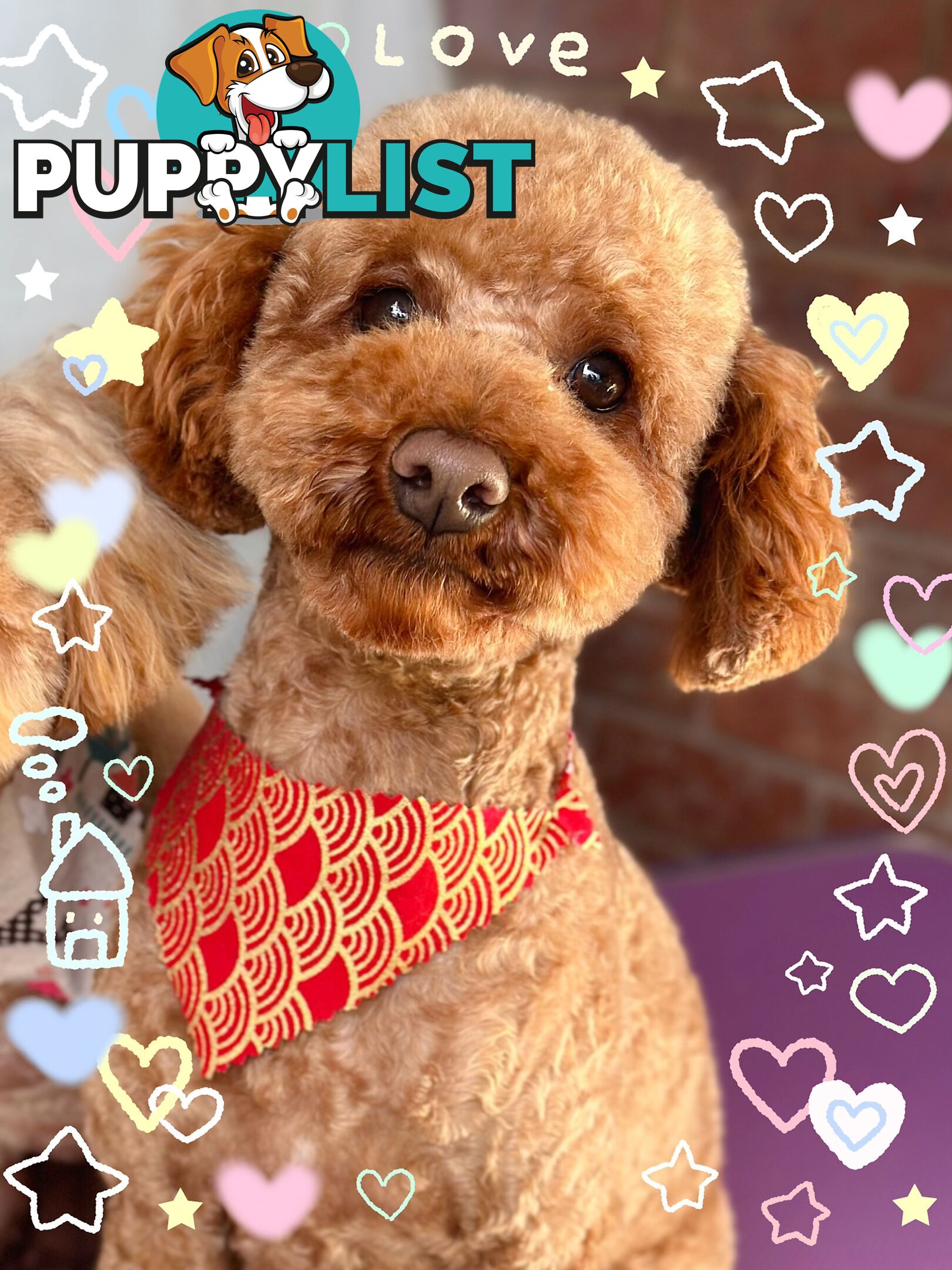 Gorgeous toy poodle dog