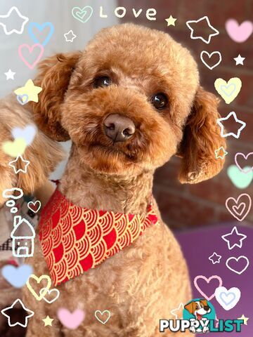 Gorgeous toy poodle dog