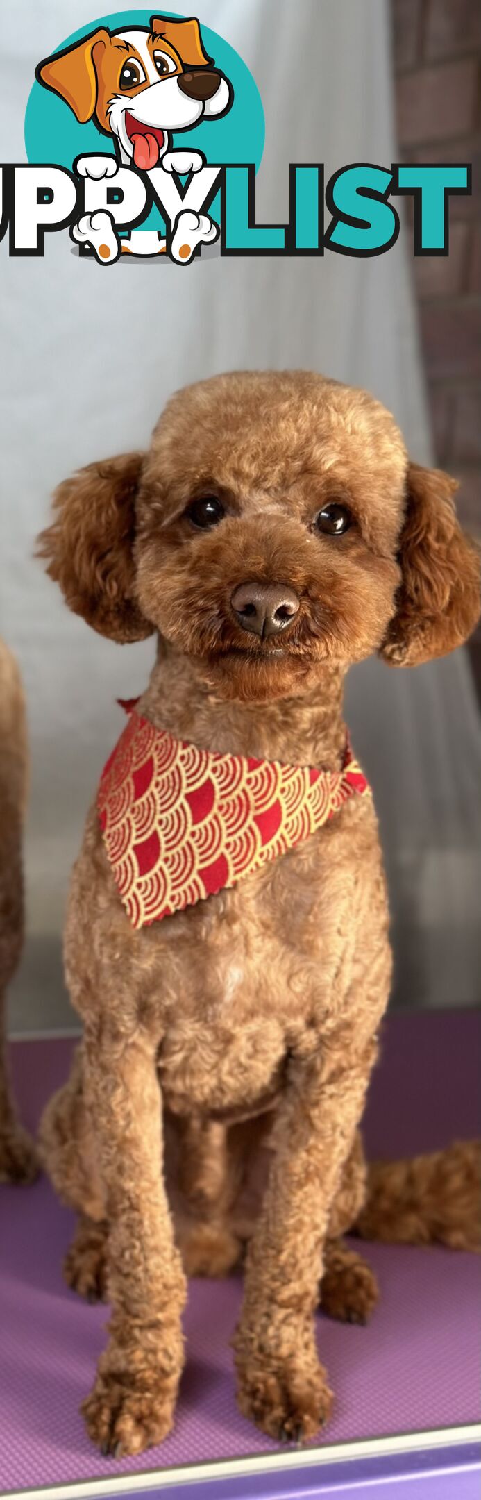 Gorgeous toy poodle dog