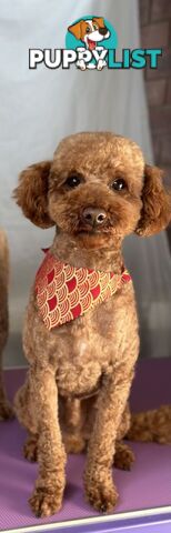 Gorgeous toy poodle dog