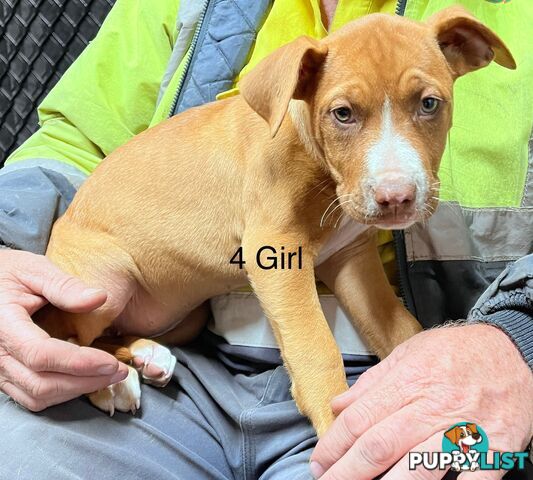 Mastiff x De Bordeaux x Ridgeback