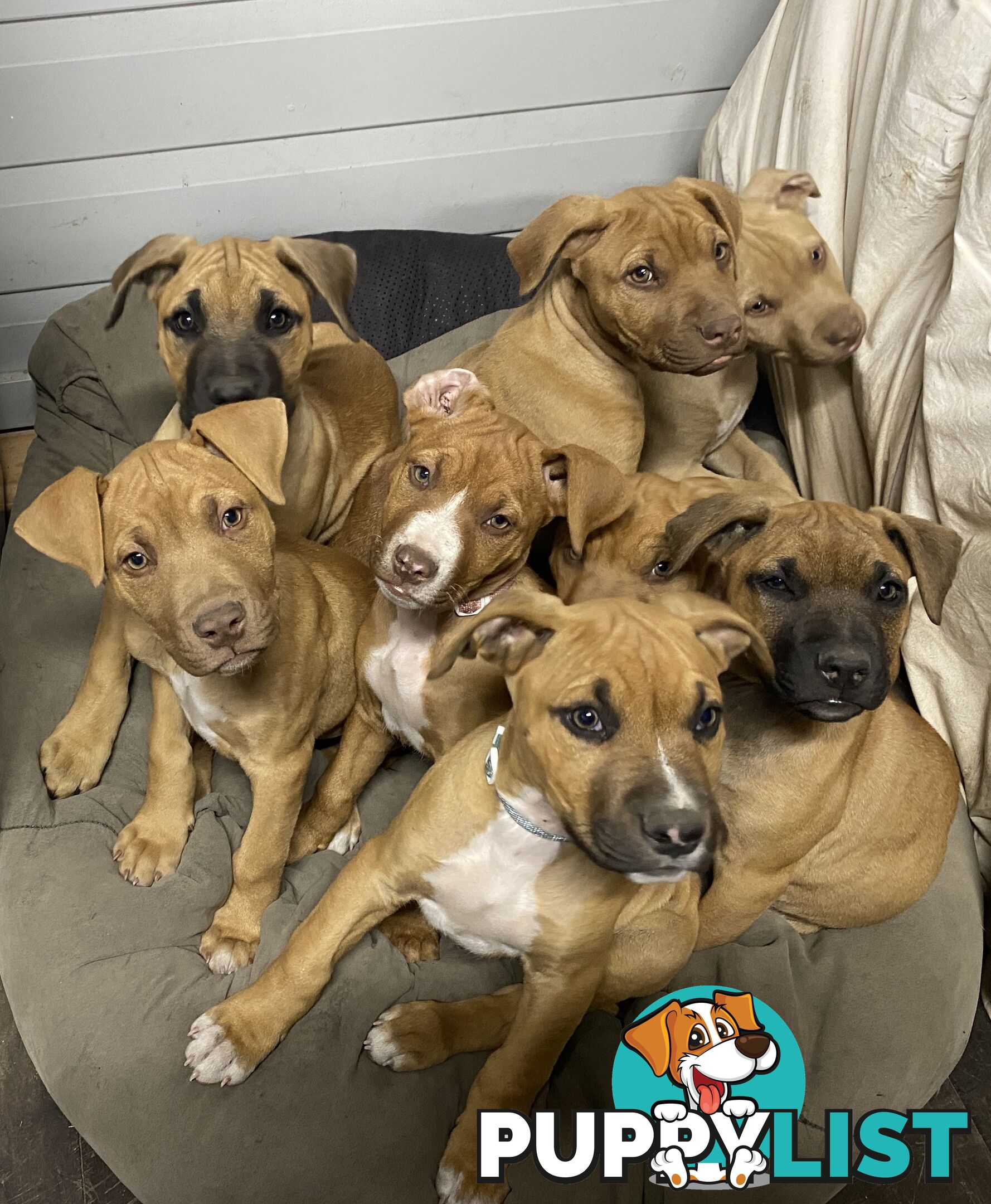 Mastiff x De Bordeaux x Ridgeback