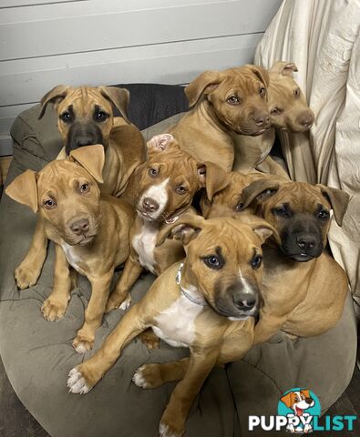 Mastiff x De Bordeaux x Ridgeback
