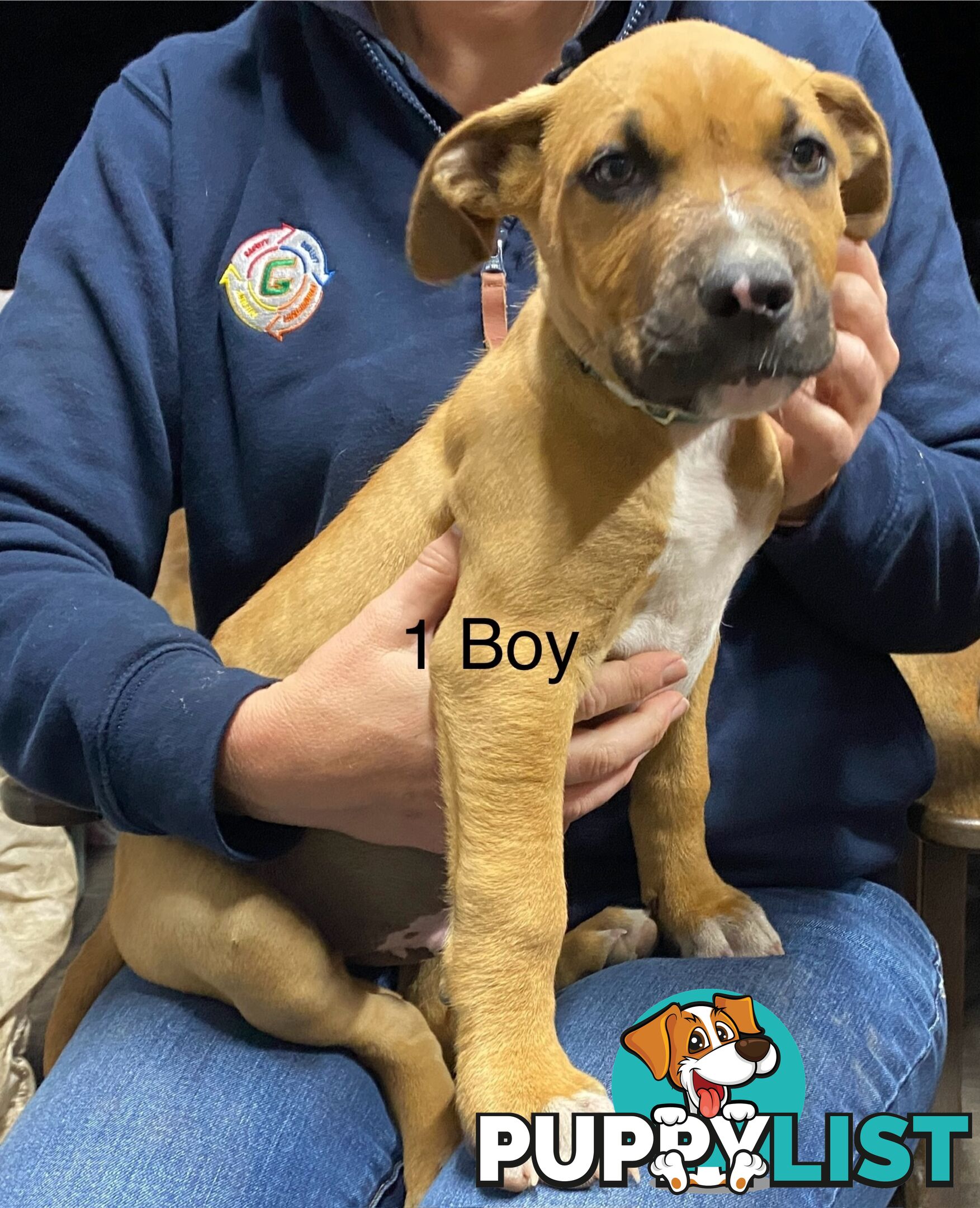 Mastiff x De Bordeaux x Ridgeback