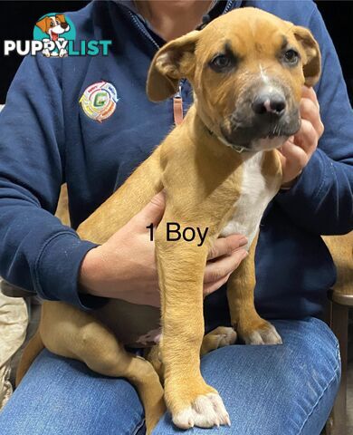 Mastiff x De Bordeaux x Ridgeback
