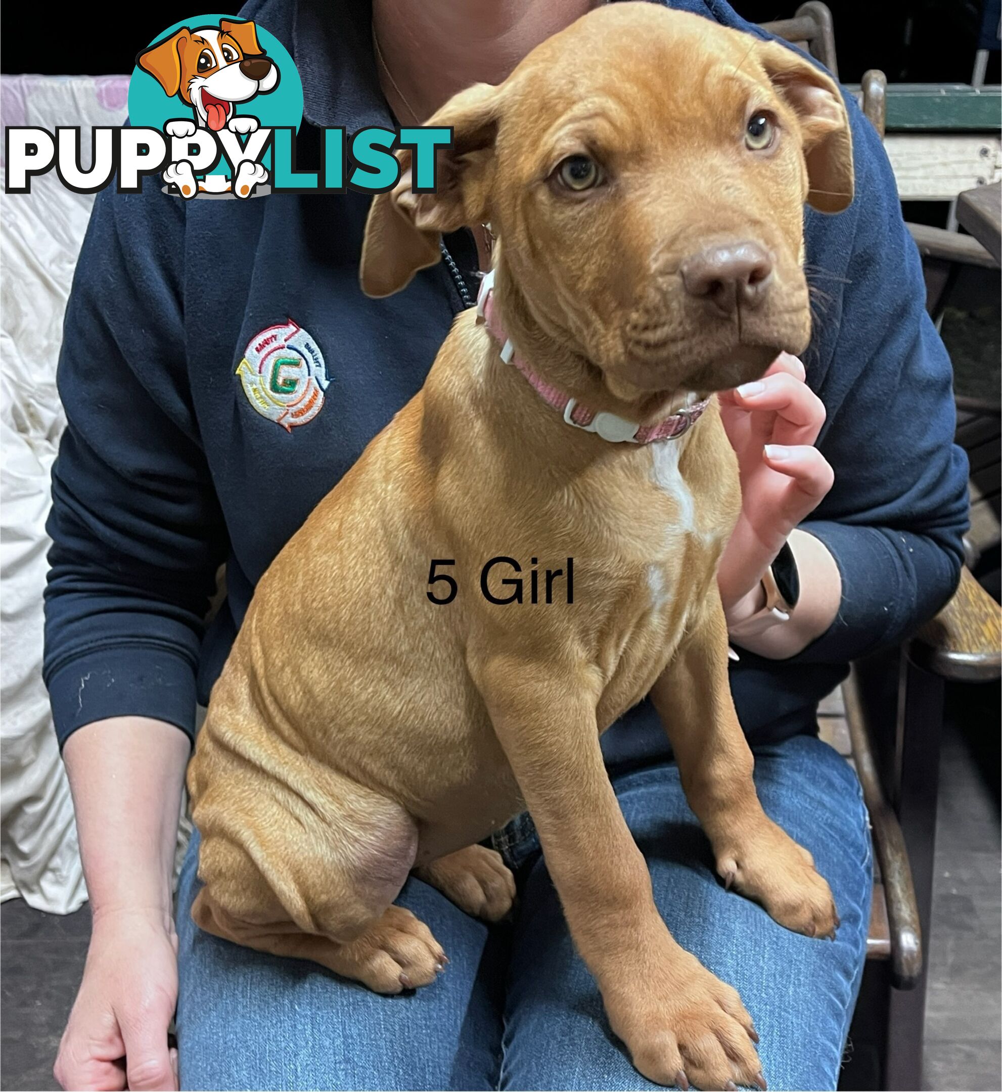 Mastiff x De Bordeaux x Ridgeback