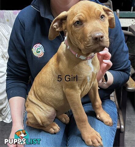 Mastiff x De Bordeaux x Ridgeback