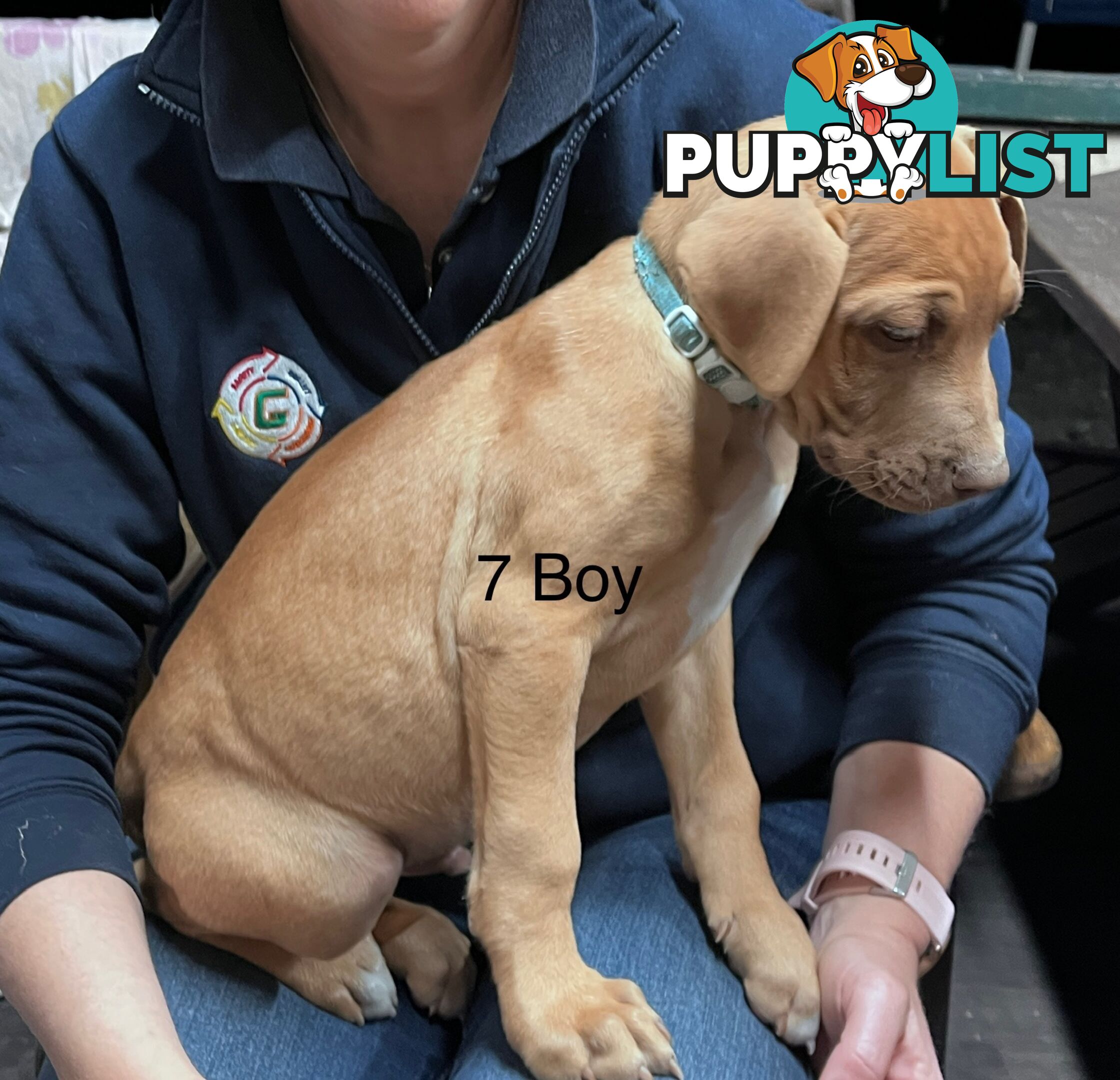 Mastiff x De Bordeaux x Ridgeback