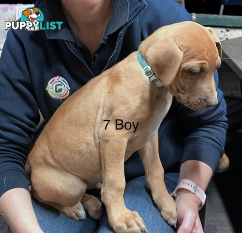 Mastiff x De Bordeaux x Ridgeback