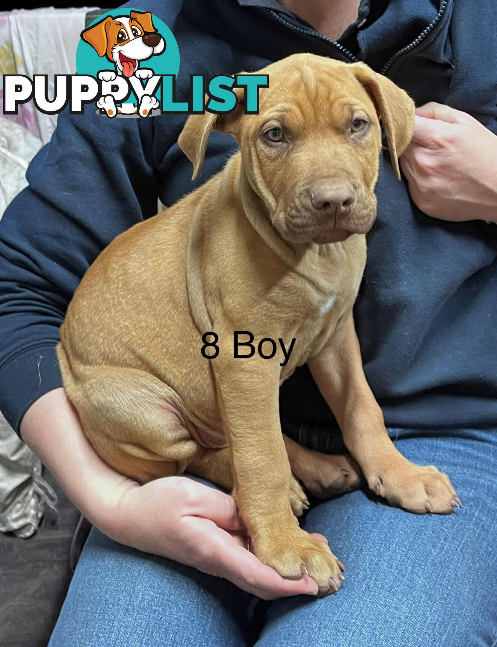Mastiff x De Bordeaux x Ridgeback