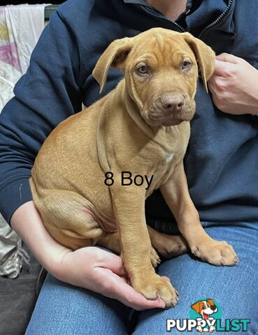 Mastiff x De Bordeaux x Ridgeback