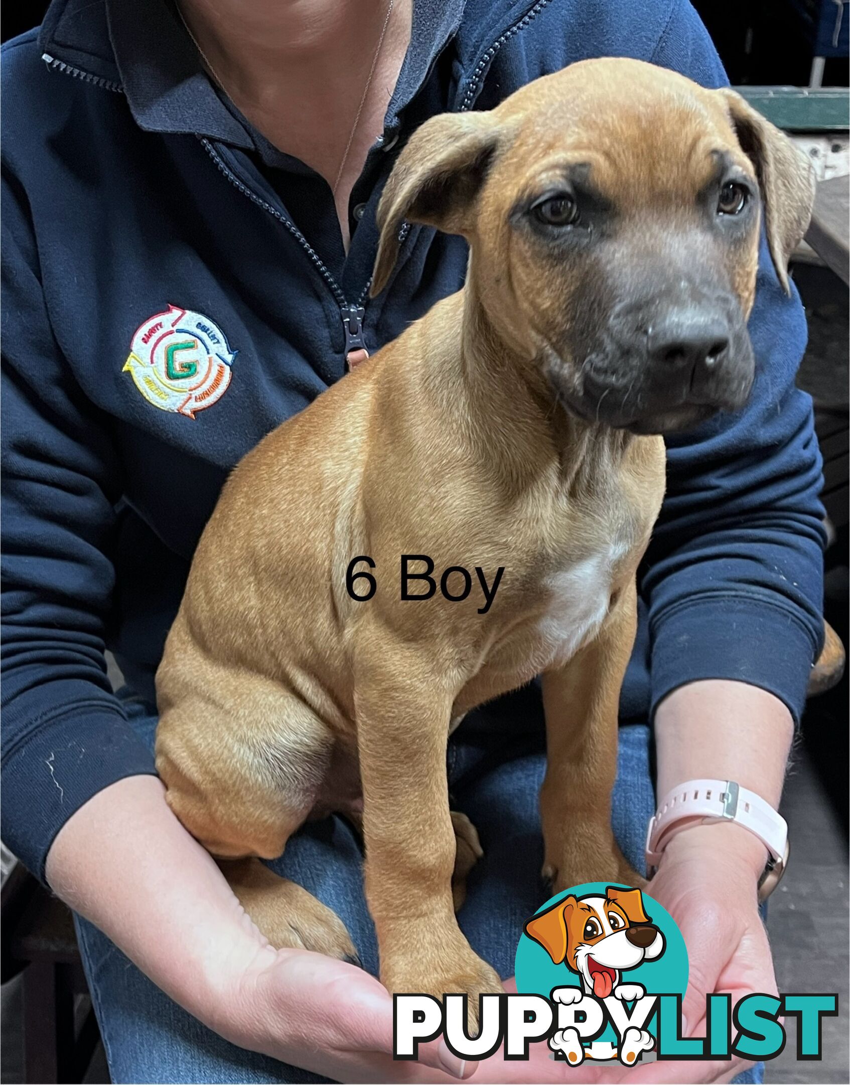 Mastiff x De Bordeaux x Ridgeback