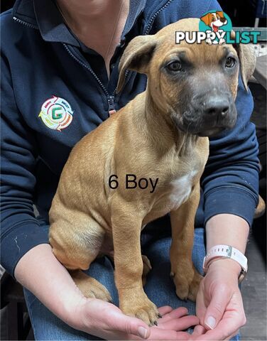 Mastiff x De Bordeaux x Ridgeback