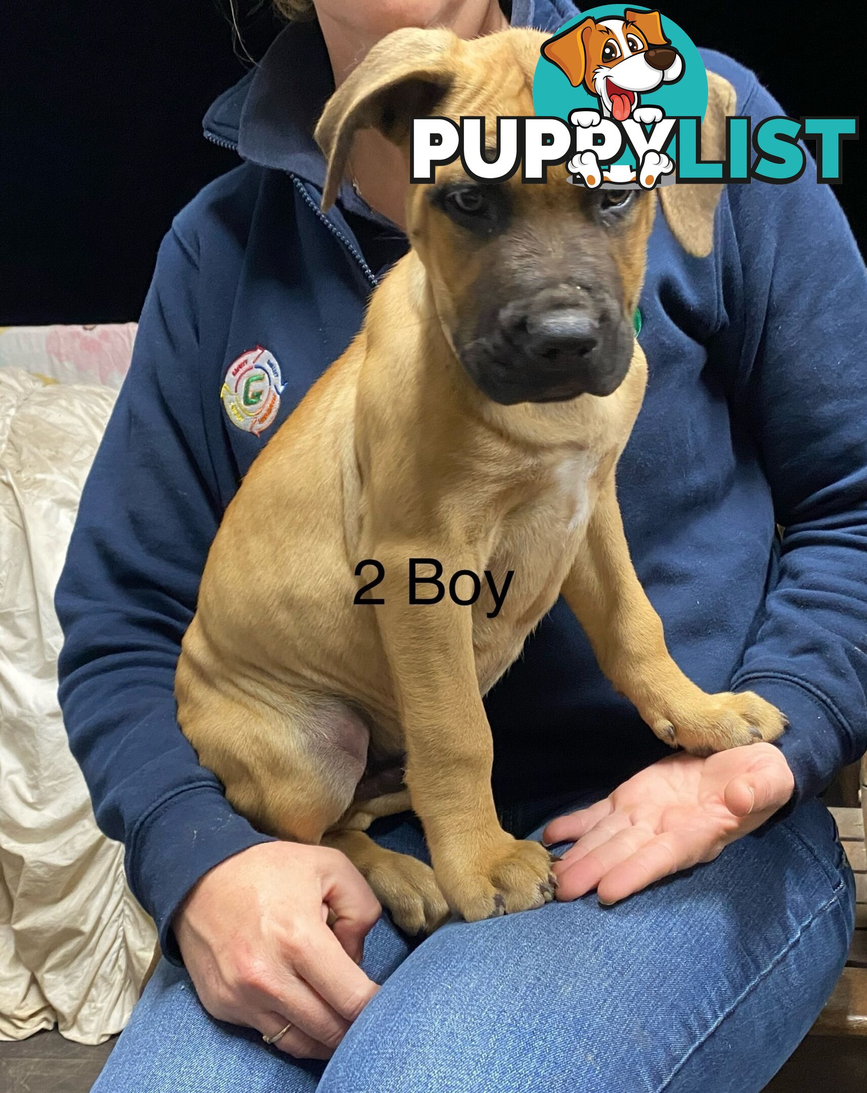 Mastiff x De Bordeaux x Ridgeback