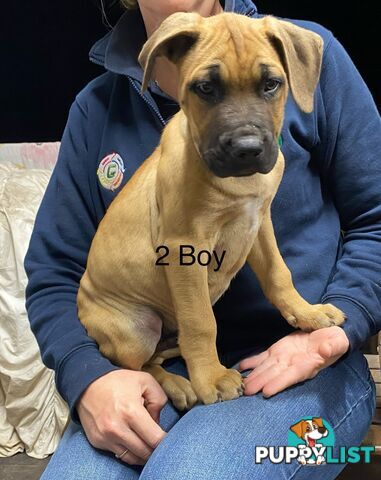 Mastiff x De Bordeaux x Ridgeback