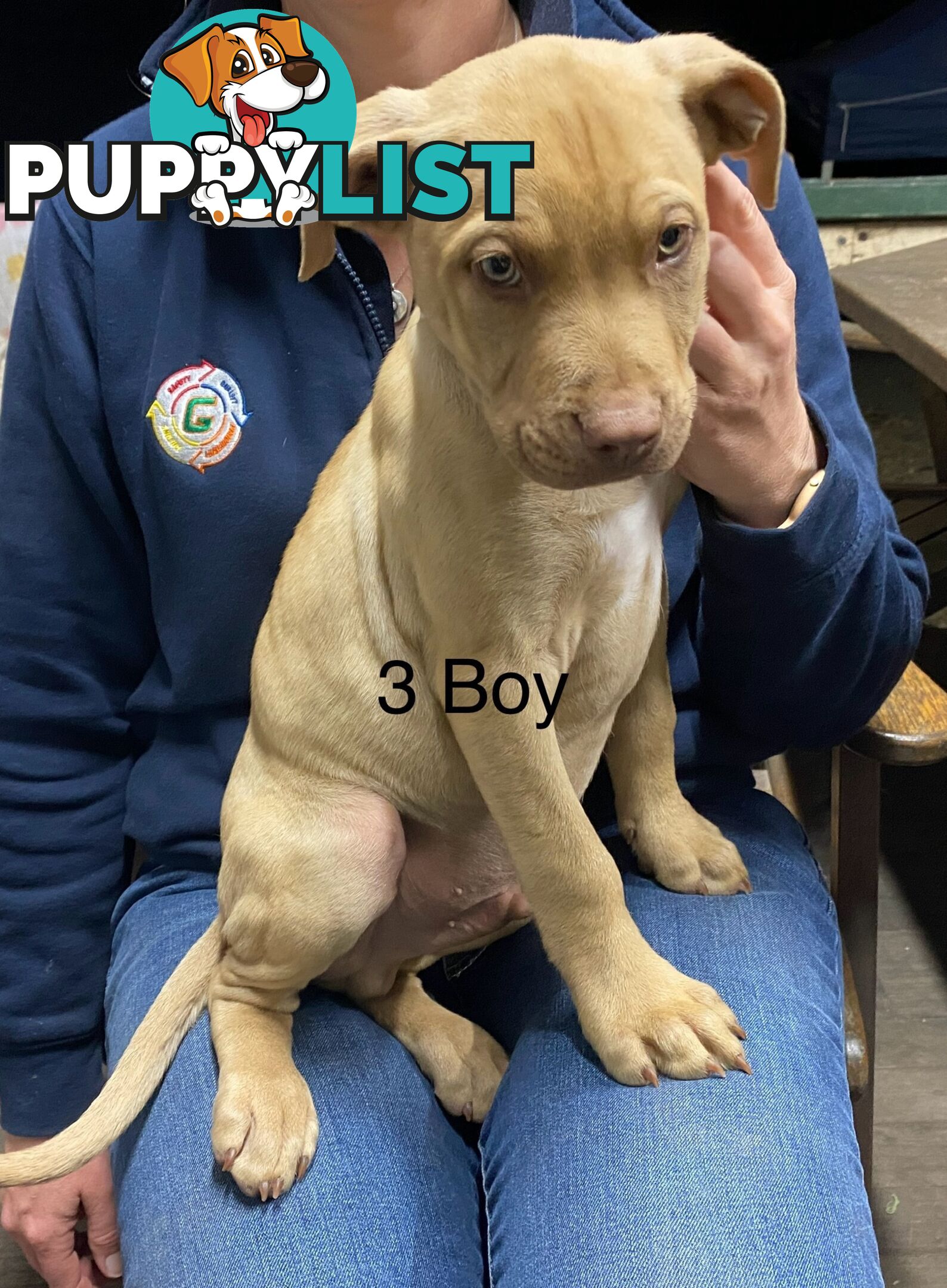 Mastiff x De Bordeaux x Ridgeback