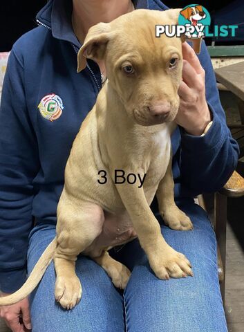 Mastiff x De Bordeaux x Ridgeback