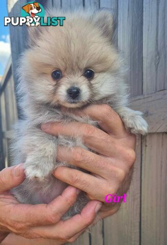 Purebred Pomeranian puppies