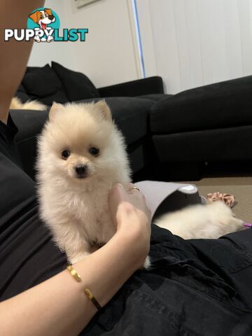 Purebred Pomeranian puppies