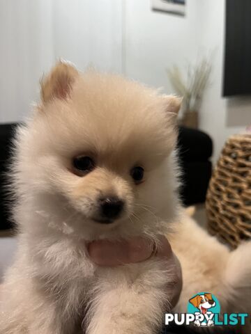 Purebred Pomeranian puppies