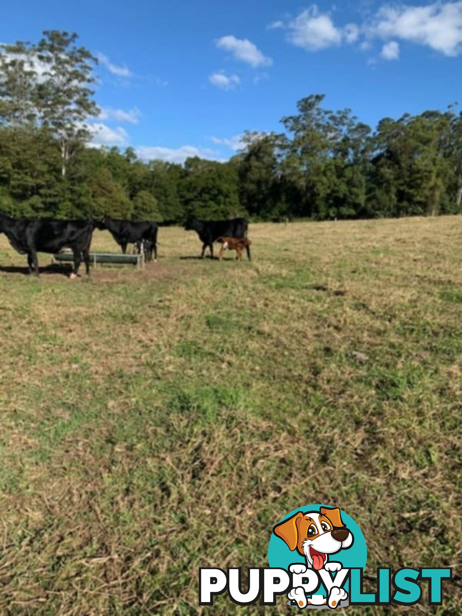 2x Angus X Heifers