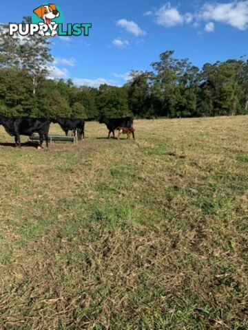 2x Angus X Heifers