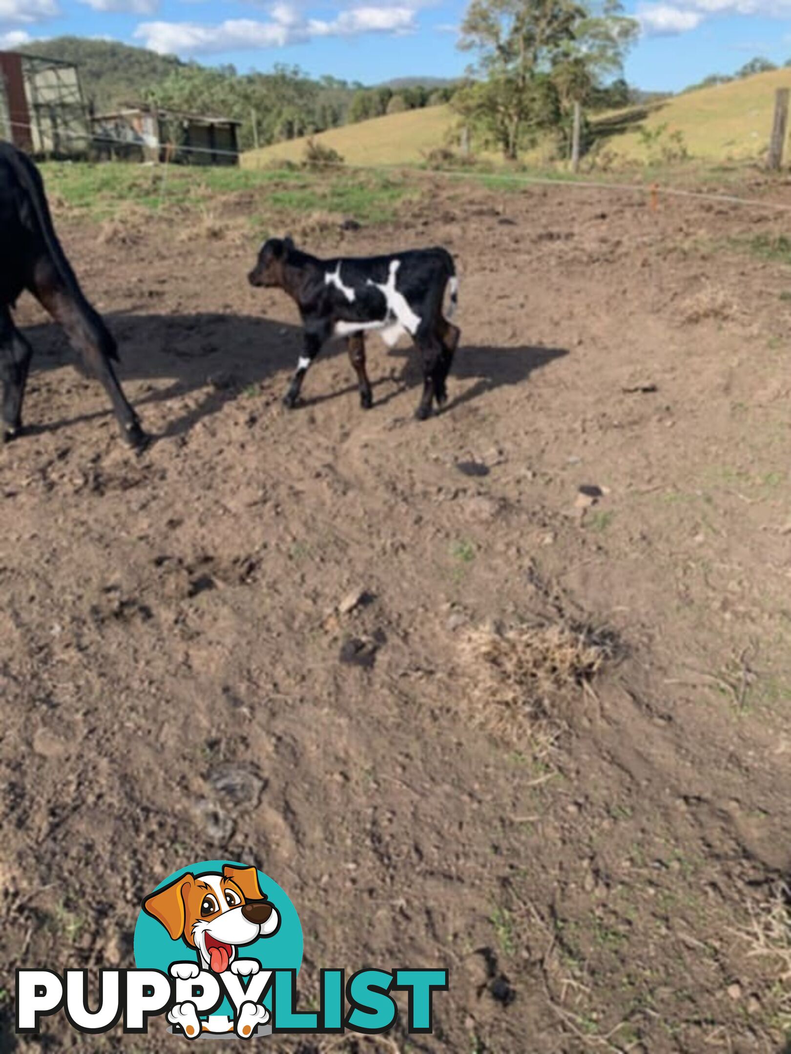2x Angus X Heifers