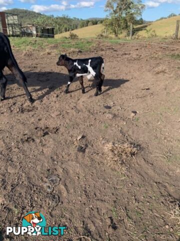 2x Angus X Heifers