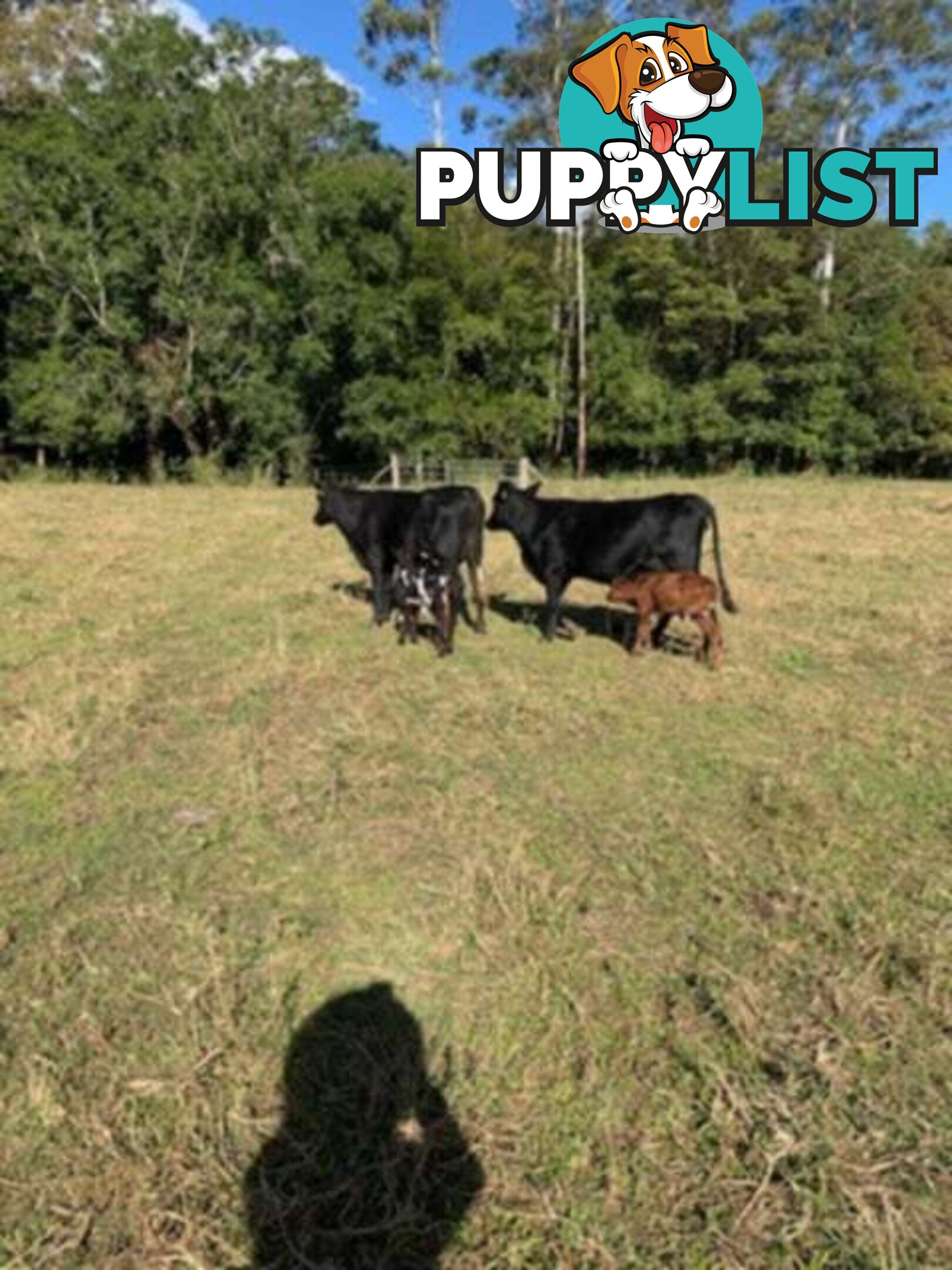 2x Angus X Heifers