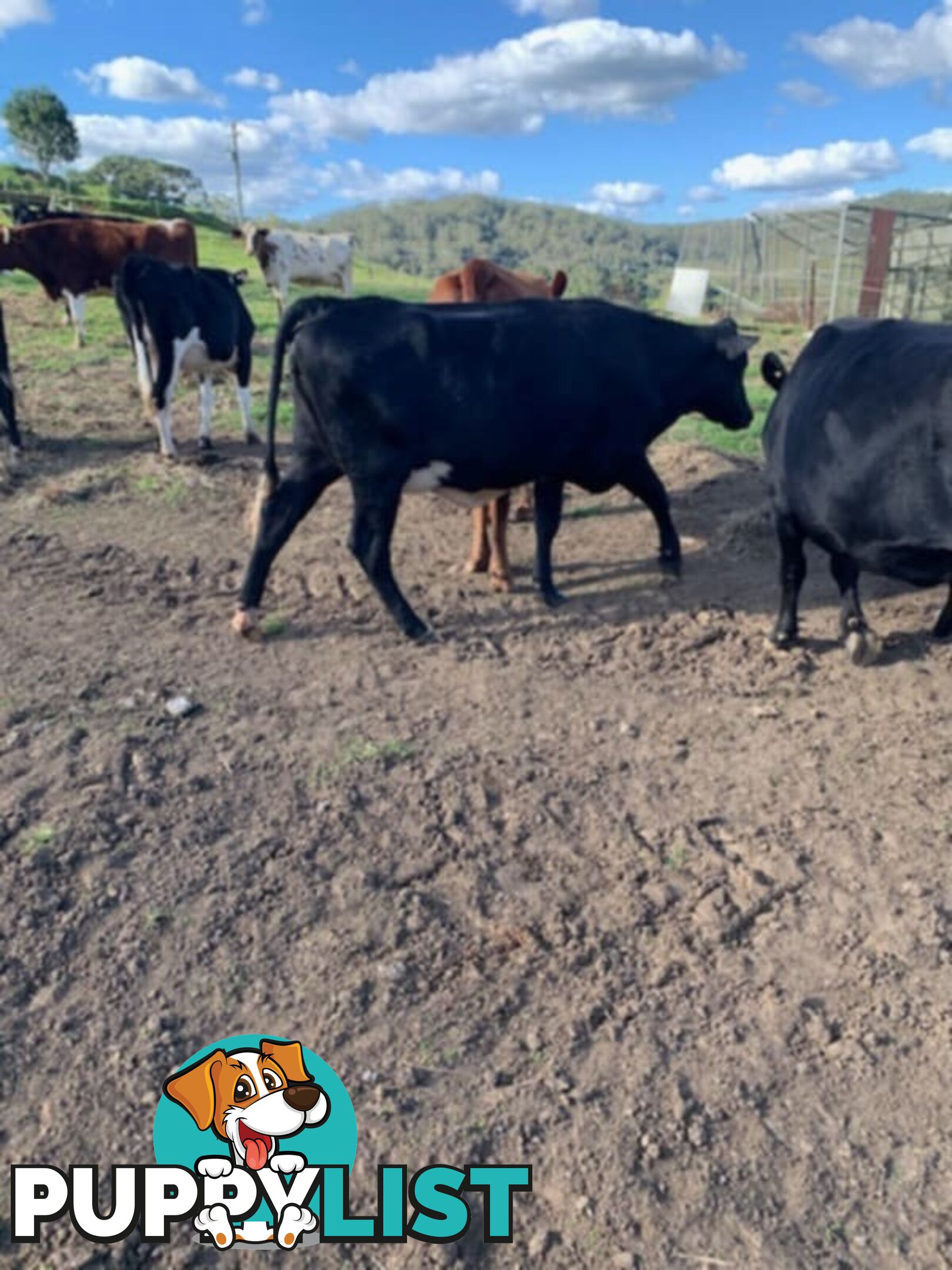 2x Angus X Heifers