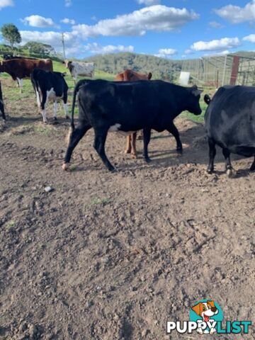 2x Angus X Heifers