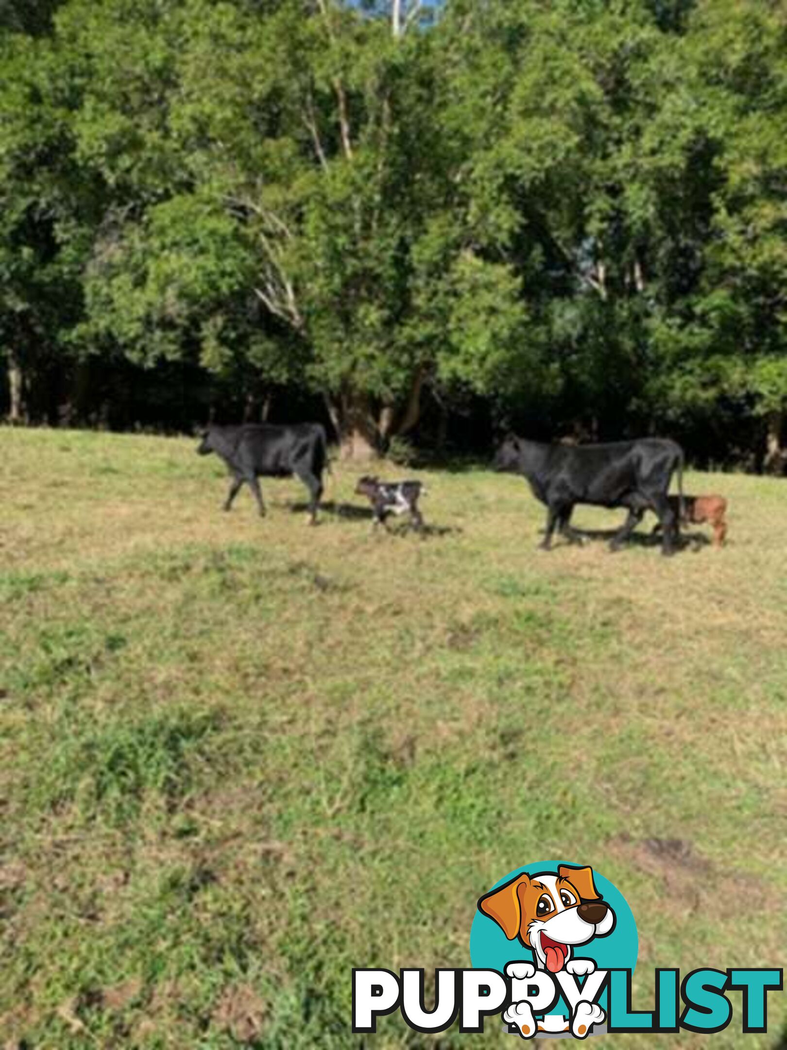 2x Angus X Heifers