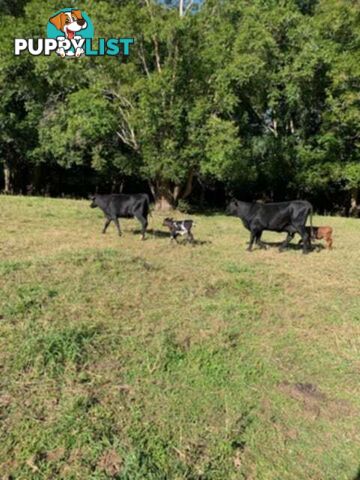 2x Angus X Heifers