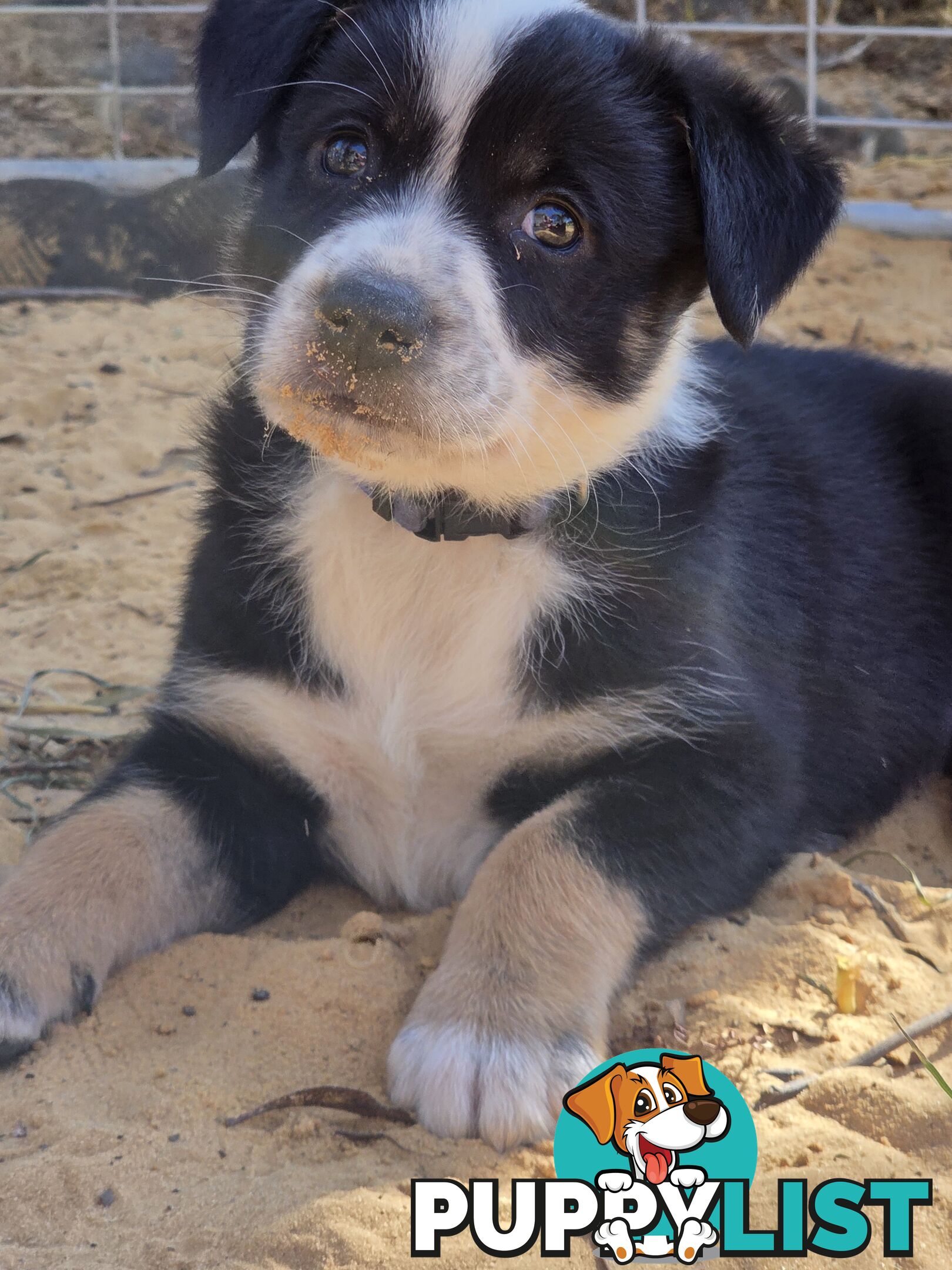 Australian koolie