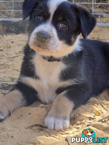 Australian koolie