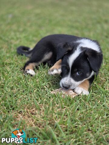 Australian koolie