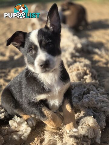 Australian koolie