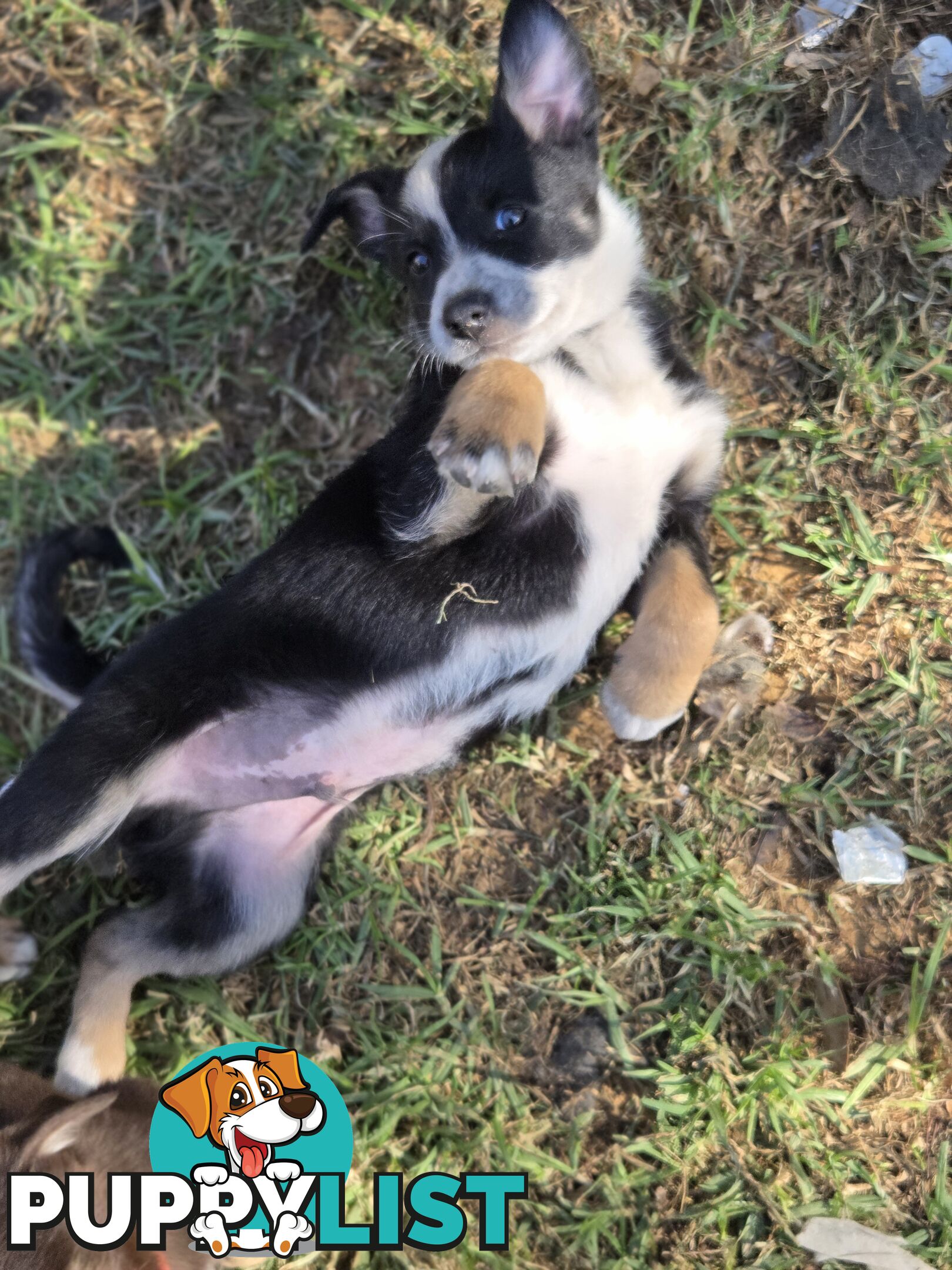 Australian koolie