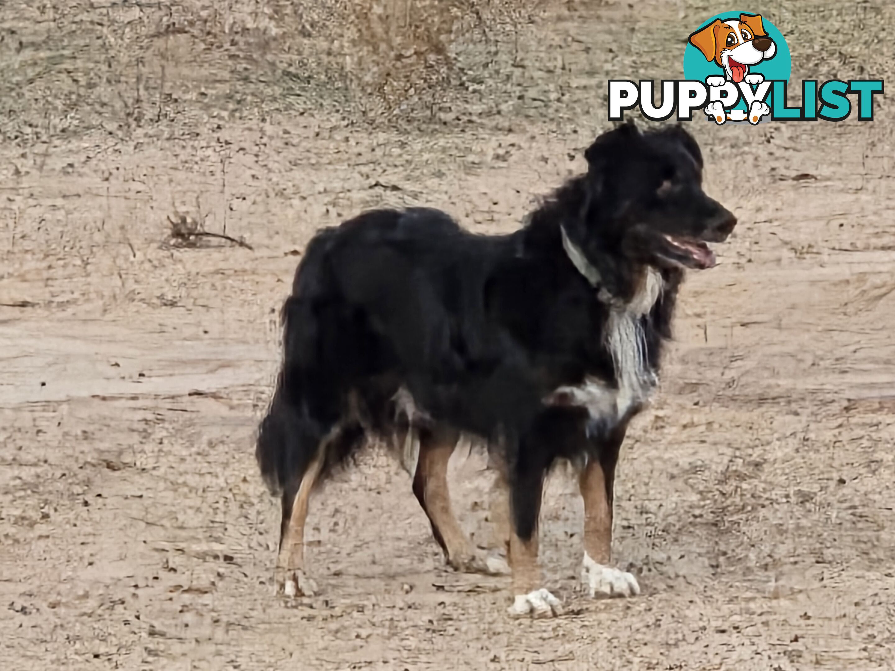 Australian koolie