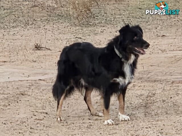 Australian koolie